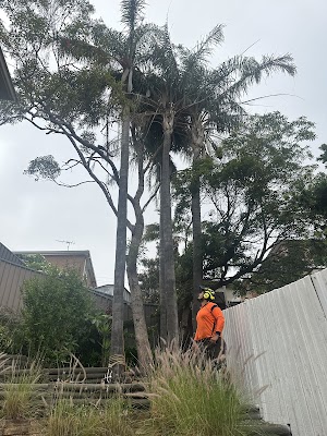 Trees With A Reason project 4