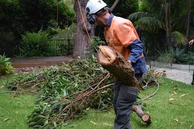 Trees With A Reason project 6