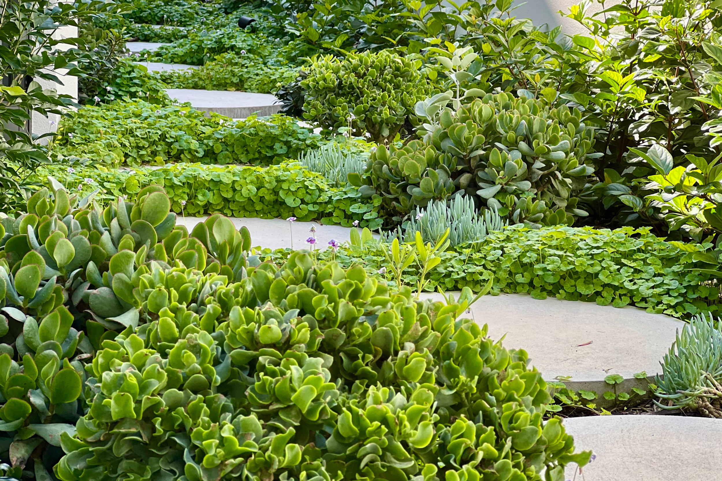 tristanpeirce Landscape Architecture Pool and Garden Design