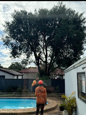 True Blue Tree Lopping photo 2