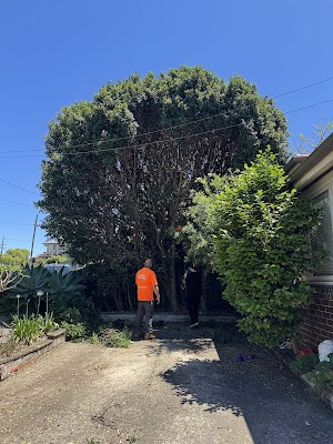 True Blue Tree Lopping photo 3