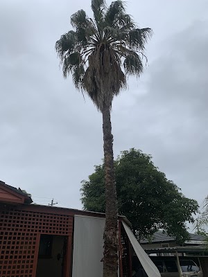 True Blue Tree Lopping project 4