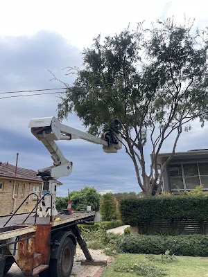 True Roots project 6