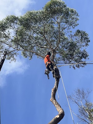 Ultimate Tree Specialist photo 2
