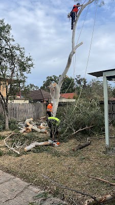 Ultimate Tree Specialist project 4