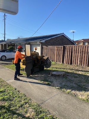 Ultimate Tree Specialist project 5