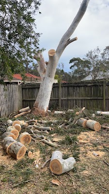 Ultimate Tree Specialist project 6