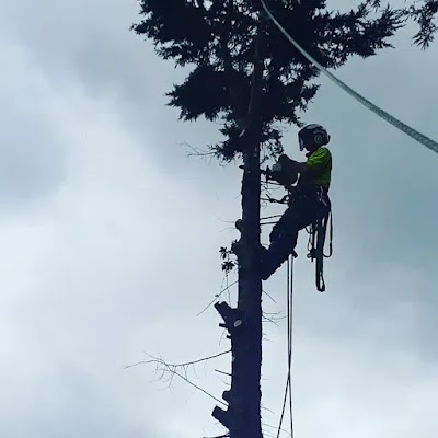 Victorian Tree Specialists photo 3