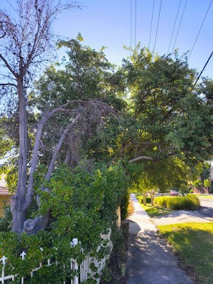 Victorian Tree Specialists project 4