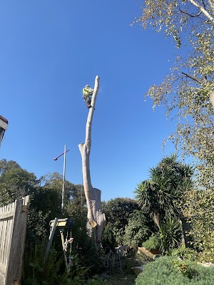Victorian Tree Specialists project 6