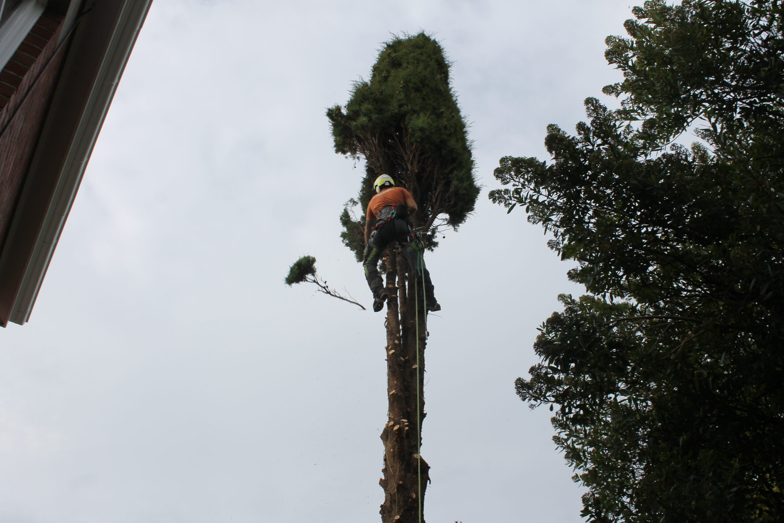 Why Arb- Arborist and Grounds Maintenance Hobart