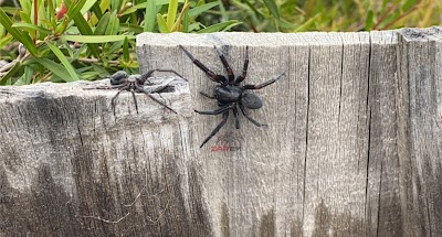 Zap Em Pest Control project 6