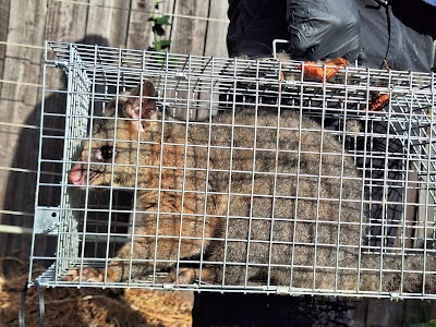 Zap It Pest & Termite Control Melbourne photo 2