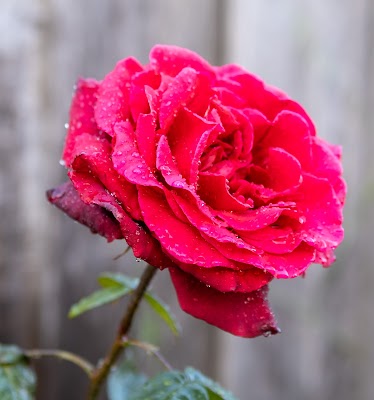 Over the Hill Gardening