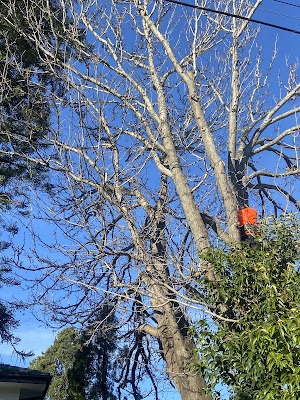 Top hills landscaping